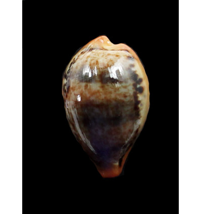 hungerfordi 35,3mm