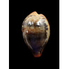 hungerfordi 35,3mm