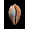 hungerfordi 35,3mm