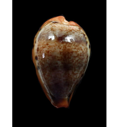 hungerfordi 36,2mm