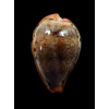 hungerfordi 36,2mm