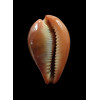 hungerfordi 36,2mm
