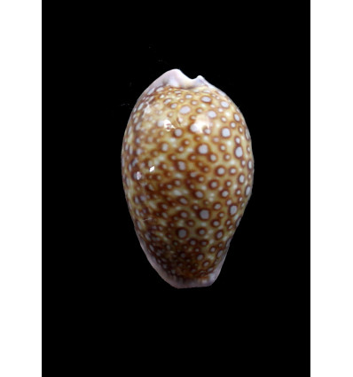albuginosa 24,8mm