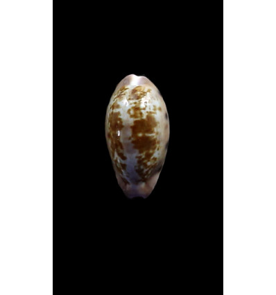 picta 24,4mm