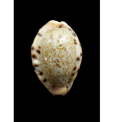 caurica quinquefasciata nabequensis 33,0mm