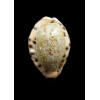 caurica quinquefasciata nabequensis 33,0mm