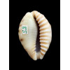 caurica quinquefasciata nabequensis 33,0mm