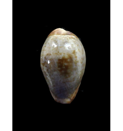 sanguinolenta 27,3mm