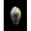 sanguinolenta 27,3mm