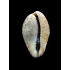 sanguinolenta 27,3mm