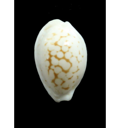 cribraria zadela 23,5mm