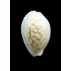 cribraria zadela 23,5mm