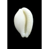cribraria zadela 23,5mm