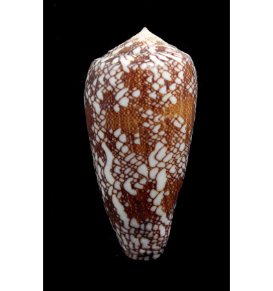 madascarensis 54,3mm