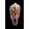 madascarensis 54,3mm
