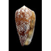 madascarensis 54,3mm