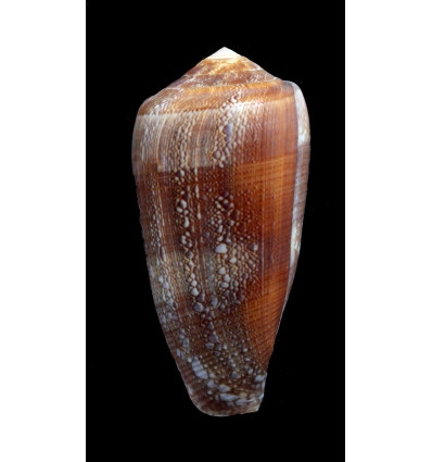 pennaceus elisae 54,7mm