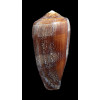 pennaceus elisae 54,7mm