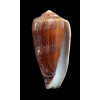 pennaceus elisae 54,7mm