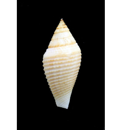 coromandelicus 33,8mm