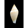 coromandelicus 33,8mm
