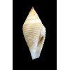 coromandelicus 33,8mm
