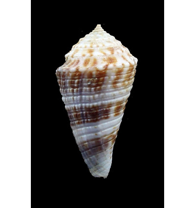 eucoronatus 39,1mm