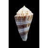 eucoronatus 39,1mm