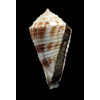 eucoronatus 39,1mm