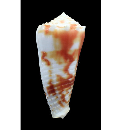 moluccensis merleti 46,7mm