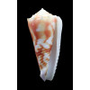 moluccensis merleti 46,7mm