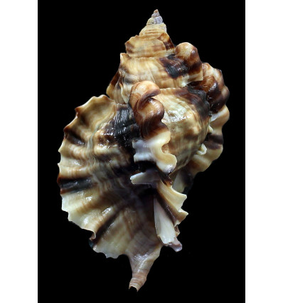 burnetti coreanica 82,3mm