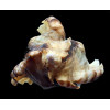 burnetti coreanica 82,3mm