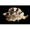 burnetti coreanica 82,3mm