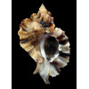 burnetti coreanica 82,3mm