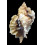 burnetti coreanica 92,2mm