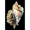 burnetti coreanica 92,2mm