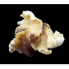 burnetti coreanica 92,2mm