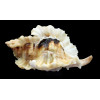 burnetti coreanica 92,2mm