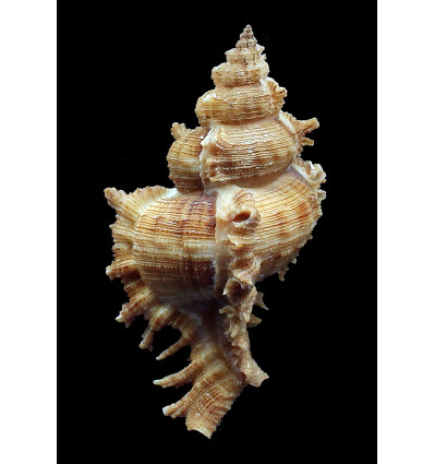peledi 73,0mm