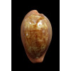 pyrum 39,8mm