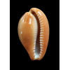 pyrum 39,8mm