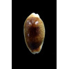 errones 33,8mm NR