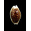 cribraria 26,4mm NR