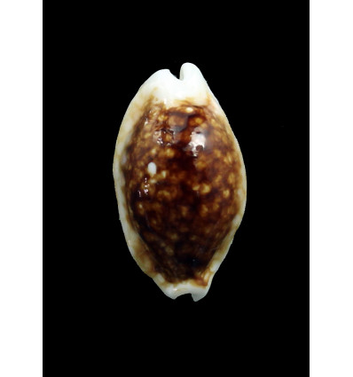 cribraria 26,4mm NR