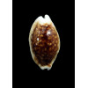 cribraria 26,4mm NR