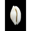 cribraria 26,4mm NR