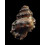 corrugata 50,8mm