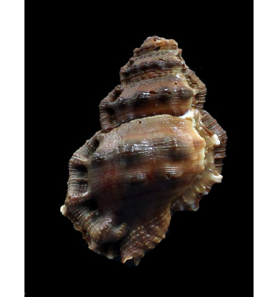 corrugata 50,8mm