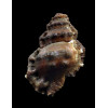 corrugata 50,8mm